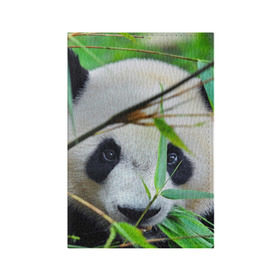 Обложка для паспорта матовая кожа с принтом Панда в лесу в Екатеринбурге, натуральная матовая кожа | размер 19,3 х 13,7 см; прозрачные пластиковые крепления | Тематика изображения на принте: бамбук | животное | медведь