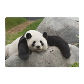 Магнитный плакат 3Х2 с принтом Панда на камушке в Екатеринбурге, Полимерный материал с магнитным слоем | 6 деталей размером 9*9 см | бамбук | животное | медведь