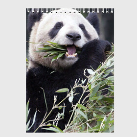 Скетчбук с принтом Панда кушает в Екатеринбурге, 100% бумага
 | 48 листов, плотность листов — 100 г/м2, плотность картонной обложки — 250 г/м2. Листы скреплены сверху удобной пружинной спиралью | бамбук | животное | медведь