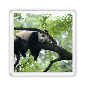 Магнит 55*55 с принтом Панда спит на ветке в Екатеринбурге, Пластик | Размер: 65*65 мм; Размер печати: 55*55 мм | бамбук | животное | медведь