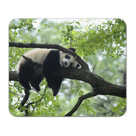Коврик прямоугольный с принтом Панда спит на ветке в Екатеринбурге, натуральный каучук | размер 230 х 185 мм; запечатка лицевой стороны | бамбук | животное | медведь
