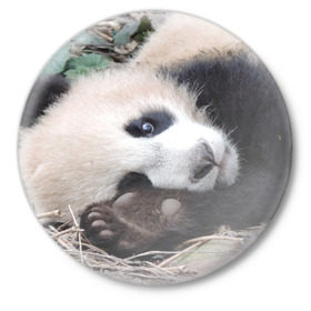 Значок с принтом Лапка панда в Екатеринбурге,  металл | круглая форма, металлическая застежка в виде булавки | Тематика изображения на принте: бамбук | животное | медведь