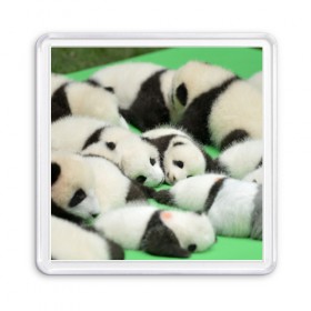 Магнит 55*55 с принтом Новорожденные панды в Екатеринбурге, Пластик | Размер: 65*65 мм; Размер печати: 55*55 мм | бамбук | животное | медведь