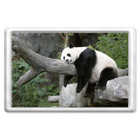 Магнит 45*70 с принтом Большая уставшая панда в Екатеринбурге, Пластик | Размер: 78*52 мм; Размер печати: 70*45 | Тематика изображения на принте: бамбук | животное | медведь
