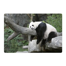 Магнитный плакат 3Х2 с принтом Большая уставшая панда в Екатеринбурге, Полимерный материал с магнитным слоем | 6 деталей размером 9*9 см | Тематика изображения на принте: бамбук | животное | медведь