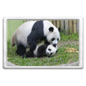 Магнит 45*70 с принтом Мамочка и сыночек панды в Екатеринбурге, Пластик | Размер: 78*52 мм; Размер печати: 70*45 | бамбук | животное | медведь
