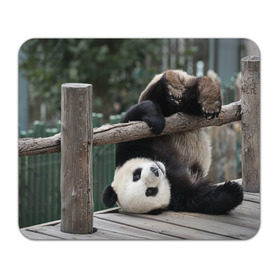 Коврик прямоугольный с принтом Паркур панда в Екатеринбурге, натуральный каучук | размер 230 х 185 мм; запечатка лицевой стороны | бамбук | животное | медведь