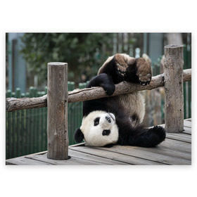 Поздравительная открытка с принтом Паркур панда в Екатеринбурге, 100% бумага | плотность бумаги 280 г/м2, матовая, на обратной стороне линовка и место для марки
 | бамбук | животное | медведь