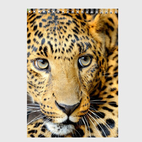 Скетчбук с принтом Леопард в Екатеринбурге, 100% бумага
 | 48 листов, плотность листов — 100 г/м2, плотность картонной обложки — 250 г/м2. Листы скреплены сверху удобной пружинной спиралью | властелин | глаз | грация | животные | зверь | кот | кошачий | кошки | крупный | леопард | лес | млекопитающее | природа | пятна | рыжий | усатый | усы | фауна | флора | хищник | хозяин | царь джунгли