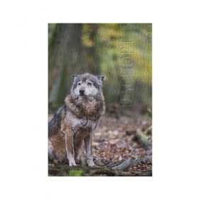 Обложка для паспорта матовая кожа с принтом Серый волк в Екатеринбурге, натуральная матовая кожа | размер 19,3 х 13,7 см; прозрачные пластиковые крепления | Тематика изображения на принте: бирюк | волк | волчара | волчица | волчок | глаза | животное | животные | зверь | зеленые | койот | лес | млекопитающее | природа | санитар леса | серый | уши | фауна | хищник | черный | шакал