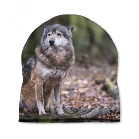 Шапка 3D с принтом Серый волк в Екатеринбурге, 100% полиэстер | универсальный размер, печать по всей поверхности изделия | бирюк | волк | волчара | волчица | волчок | глаза | животное | животные | зверь | зеленые | койот | лес | млекопитающее | природа | санитар леса | серый | уши | фауна | хищник | черный | шакал