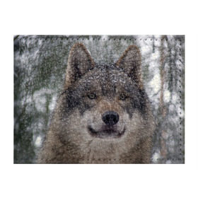Обложка для студенческого билета с принтом Серый волк в Екатеринбурге, натуральная кожа | Размер: 11*8 см; Печать на всей внешней стороне | Тематика изображения на принте: бирюк | волк | волчара | волчица | волчок | глаза | животное | животные | зверь | зеленые | койот | лес | млекопитающее | природа | санитар леса | серый | уши | фауна | хищник | черный | шакал