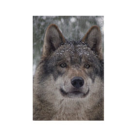 Обложка для паспорта матовая кожа с принтом Серый волк в Екатеринбурге, натуральная матовая кожа | размер 19,3 х 13,7 см; прозрачные пластиковые крепления | бирюк | волк | волчара | волчица | волчок | глаза | животное | животные | зверь | зеленые | койот | лес | млекопитающее | природа | санитар леса | серый | уши | фауна | хищник | черный | шакал