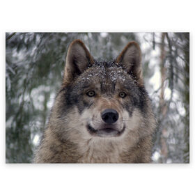 Поздравительная открытка с принтом Серый волк в Екатеринбурге, 100% бумага | плотность бумаги 280 г/м2, матовая, на обратной стороне линовка и место для марки
 | бирюк | волк | волчара | волчица | волчок | глаза | животное | животные | зверь | зеленые | койот | лес | млекопитающее | природа | санитар леса | серый | уши | фауна | хищник | черный | шакал