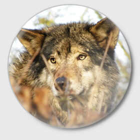 Значок с принтом Волк в Екатеринбурге,  металл | круглая форма, металлическая застежка в виде булавки | бирюк | волк | волчара | волчица | волчок | глаза | животное | животные | зверь | зеленые | койот | лес | млекопитающее | природа | санитар леса | серый | уши | фауна | хищник | черный | шакал