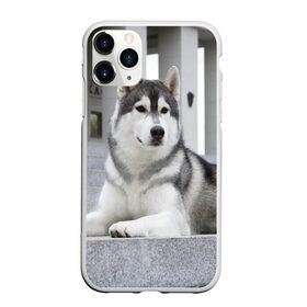 Чехол для iPhone 11 Pro матовый с принтом Волчья парода в Екатеринбурге, Силикон |  | Тематика изображения на принте: аука | бирюк | волк | волчара | волчица | волчок | город | животное | животные | зверь | койот | лес | млекопитающее | парода | санитар леса | серый | собака | уши | фауна | хищник | черный | шакал