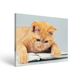 Холст прямоугольный с принтом Кот ученый в Екатеринбурге, 100% ПВХ |  | Тематика изображения на принте: грустный | добрый | животное | киса | киска | кот | котенок | котэ | кошка | красивый | лапа | лапка | ласковый | милый | очки | прикольный | рыжий | смешной | унылый | усатый | шерсть