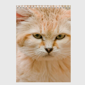 Скетчбук с принтом Рыжий кот в Екатеринбурге, 100% бумага
 | 48 листов, плотность листов — 100 г/м2, плотность картонной обложки — 250 г/м2. Листы скреплены сверху удобной пружинной спиралью | грустный | добрый | животное | киса | киска кися | кот | котенок | котэ | кошка | красивый | лапа | лапка | ласковый | милый | моська | мурлыка | прикольный | смешной | унылый | усатый | шерсть