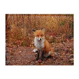 Обложка для студенческого билета с принтом Лиса в Екатеринбурге, натуральная кожа | Размер: 11*8 см; Печать на всей внешней стороне | Тематика изображения на принте: fox | животное | зверь | красивая | лес | лис | лиса | лисенок | лисица | лисичка | мех | патрикеевна | песец | плутовка | прикольная | природа | рыжая | рыжий цвет | сказка | хвост | хитрая | хищник