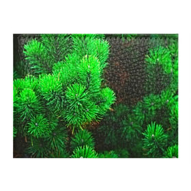 Обложка для студенческого билета с принтом Зелёная ель в Екатеринбурге, натуральная кожа | Размер: 11*8 см; Печать на всей внешней стороне | 3d | ёлка | ель | зелёный | лес | новый год | праздник | природа | текстура | фон