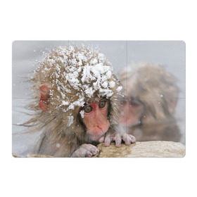 Магнитный плакат 3Х2 с принтом Обезьянка и зима в Екатеринбурге, Полимерный материал с магнитным слоем | 6 деталей размером 9*9 см | бабуин | гамадрил | гиббон | горилла | гуманоид | дарвин | животное | зоопарк | кинг конг | мартышка | маугли | обезьяна | орангутанг | предок | примат | рожа | хомо сапиенс | шимпанзе