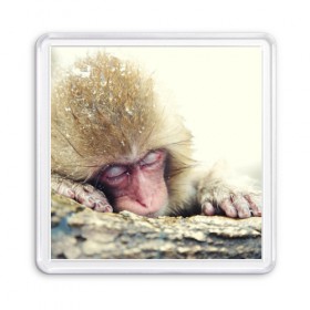 Магнит 55*55 с принтом Обезьянка спит в Екатеринбурге, Пластик | Размер: 65*65 мм; Размер печати: 55*55 мм | бабуин | животное | обезьяна | орангутанг | примат