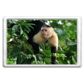 Магнит 45*70 с принтом Обезьянка в джунглях в Екатеринбурге, Пластик | Размер: 78*52 мм; Размер печати: 70*45 | бабуин | гамадрил | гиббон | горилла | гуманоид | дарвин | животное | зоопарк | кинг конг | мартышка | маугли | обезьяна | орангутанг | предок | примат | рожа | хомо сапиенс | шимпанзе
