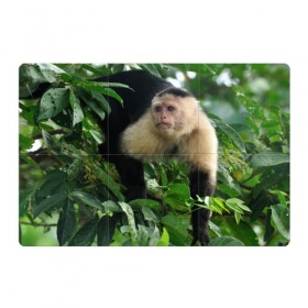 Магнитный плакат 3Х2 с принтом Обезьянка в джунглях в Екатеринбурге, Полимерный материал с магнитным слоем | 6 деталей размером 9*9 см | бабуин | гамадрил | гиббон | горилла | гуманоид | дарвин | животное | зоопарк | кинг конг | мартышка | маугли | обезьяна | орангутанг | предок | примат | рожа | хомо сапиенс | шимпанзе