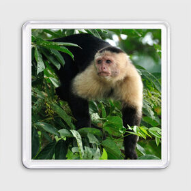 Магнит 55*55 с принтом Обезьянка в джунглях в Екатеринбурге, Пластик | Размер: 65*65 мм; Размер печати: 55*55 мм | бабуин | гамадрил | гиббон | горилла | гуманоид | дарвин | животное | зоопарк | кинг конг | мартышка | маугли | обезьяна | орангутанг | предок | примат | рожа | хомо сапиенс | шимпанзе