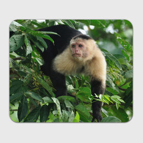 Коврик прямоугольный с принтом Обезьянка в джунглях в Екатеринбурге, натуральный каучук | размер 230 х 185 мм; запечатка лицевой стороны | бабуин | гамадрил | гиббон | горилла | гуманоид | дарвин | животное | зоопарк | кинг конг | мартышка | маугли | обезьяна | орангутанг | предок | примат | рожа | хомо сапиенс | шимпанзе