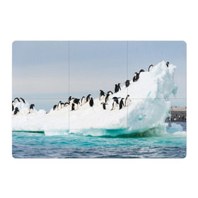 Магнитный плакат 3Х2 с принтом Пингвины на айсберге в Екатеринбурге, Полимерный материал с магнитным слоем | 6 деталей размером 9*9 см | айсберг | антарктида | антарктика | арктика | буревестник | глупый | императорский | клюв | королевский | крылья | ласты | лёд | линукс | океан | пилигрим | полюс | птица | север | снег | умка | фрак