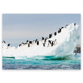 Поздравительная открытка с принтом Пингвины на айсберге в Екатеринбурге, 100% бумага | плотность бумаги 280 г/м2, матовая, на обратной стороне линовка и место для марки
 | айсберг | антарктида | антарктика | арктика | буревестник | глупый | императорский | клюв | королевский | крылья | ласты | лёд | линукс | океан | пилигрим | полюс | птица | север | снег | умка | фрак