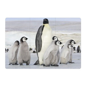 Магнитный плакат 3Х2 с принтом Пингвин и пингвинята в Екатеринбурге, Полимерный материал с магнитным слоем | 6 деталей размером 9*9 см | айсберг | антарктида | антарктика | арктика | буревестник | глупый | императорский | клюв | королевский | крылья | ласты | лёд | линукс | океан | пилигрим | полюс | птица | север | снег | умка | фрак