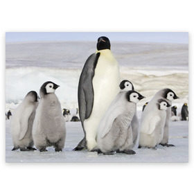 Поздравительная открытка с принтом Пингвин и пингвинята в Екатеринбурге, 100% бумага | плотность бумаги 280 г/м2, матовая, на обратной стороне линовка и место для марки
 | айсберг | антарктида | антарктика | арктика | буревестник | глупый | императорский | клюв | королевский | крылья | ласты | лёд | линукс | океан | пилигрим | полюс | птица | север | снег | умка | фрак