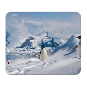 Коврик прямоугольный с принтом Пингвин в горах в Екатеринбурге, натуральный каучук | размер 230 х 185 мм; запечатка лицевой стороны | айсберг | антарктида | антарктика | арктика | буревестник | глупый | императорский | клюв | королевский | крылья | ласты | лёд | линукс | океан | пилигрим | полюс | птица | север | снег | умка | фрак