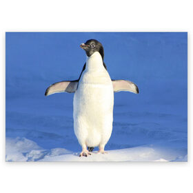 Поздравительная открытка с принтом Пингвин в Екатеринбурге, 100% бумага | плотность бумаги 280 г/м2, матовая, на обратной стороне линовка и место для марки
 | айсберг | антарктида | антарктика | арктика | буревестник | глупый | императорский | клюв | королевский | крылья | ласты | лёд | линукс | океан | пилигрим | полюс | птица | север | снег | умка | фрак