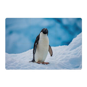 Магнитный плакат 3Х2 с принтом Пингвин на айсберге в Екатеринбурге, Полимерный материал с магнитным слоем | 6 деталей размером 9*9 см | айсберг | антарктида | антарктика | арктика | буревестник | глупый | императорский | клюв | королевский | крылья | ласты | лёд | линукс | океан | пилигрим | полюс | птица | север | снег | умка | фрак