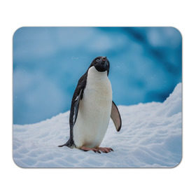 Коврик прямоугольный с принтом Пингвин на айсберге в Екатеринбурге, натуральный каучук | размер 230 х 185 мм; запечатка лицевой стороны | Тематика изображения на принте: айсберг | антарктида | антарктика | арктика | буревестник | глупый | императорский | клюв | королевский | крылья | ласты | лёд | линукс | океан | пилигрим | полюс | птица | север | снег | умка | фрак