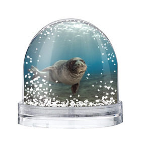Снежный шар с принтом Тюлень под водой в Екатеринбурге, Пластик | Изображение внутри шара печатается на глянцевой фотобумаге с двух сторон | Тематика изображения на принте: вода | дайвинг | жирный | косяк | красивые | милые | море | морская | морской котик | океан | плывет | подводный мир | прикольные | речная | рыба | рыбалка | стая | тюлень | усатый кот | фауна | чешуя