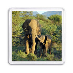 Магнит 55*55 с принтом Слониха и слоненок в природе в Екатеринбурге, Пластик | Размер: 65*65 мм; Размер печати: 55*55 мм | африка | африканский | бивни | большой | гигант джунгли | зоопарк | индийский | индия | лесной великан | мамонт | огромный | саванна | сафари | серый | слон | слоненок | слониха | стадо | уши | хобот