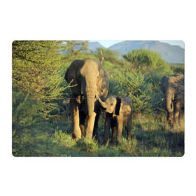 Магнитный плакат 3Х2 с принтом Слониха и слоненок в природе в Екатеринбурге, Полимерный материал с магнитным слоем | 6 деталей размером 9*9 см | Тематика изображения на принте: африка | африканский | бивни | большой | гигант джунгли | зоопарк | индийский | индия | лесной великан | мамонт | огромный | саванна | сафари | серый | слон | слоненок | слониха | стадо | уши | хобот