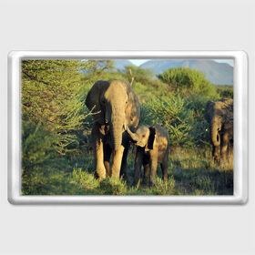 Магнит 45*70 с принтом Слониха и слоненок в природе в Екатеринбурге, Пластик | Размер: 78*52 мм; Размер печати: 70*45 | Тематика изображения на принте: африка | африканский | бивни | большой | гигант джунгли | зоопарк | индийский | индия | лесной великан | мамонт | огромный | саванна | сафари | серый | слон | слоненок | слониха | стадо | уши | хобот
