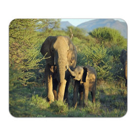 Коврик прямоугольный с принтом Слониха и слоненок в природе в Екатеринбурге, натуральный каучук | размер 230 х 185 мм; запечатка лицевой стороны | африка | африканский | бивни | большой | гигант джунгли | зоопарк | индийский | индия | лесной великан | мамонт | огромный | саванна | сафари | серый | слон | слоненок | слониха | стадо | уши | хобот