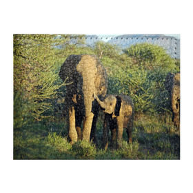 Обложка для студенческого билета с принтом Слониха и слоненок в природе в Екатеринбурге, натуральная кожа | Размер: 11*8 см; Печать на всей внешней стороне | африка | африканский | бивни | большой | гигант джунгли | зоопарк | индийский | индия | лесной великан | мамонт | огромный | саванна | сафари | серый | слон | слоненок | слониха | стадо | уши | хобот