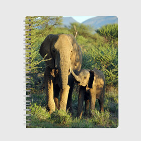 Тетрадь с принтом Слониха и слоненок в природе в Екатеринбурге, 100% бумага | 48 листов, плотность листов — 60 г/м2, плотность картонной обложки — 250 г/м2. Листы скреплены сбоку удобной пружинной спиралью. Уголки страниц и обложки скругленные. Цвет линий — светло-серый
 | африка | африканский | бивни | большой | гигант джунгли | зоопарк | индийский | индия | лесной великан | мамонт | огромный | саванна | сафари | серый | слон | слоненок | слониха | стадо | уши | хобот