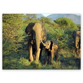 Поздравительная открытка с принтом Слониха и слоненок в природе в Екатеринбурге, 100% бумага | плотность бумаги 280 г/м2, матовая, на обратной стороне линовка и место для марки
 | африка | африканский | бивни | большой | гигант джунгли | зоопарк | индийский | индия | лесной великан | мамонт | огромный | саванна | сафари | серый | слон | слоненок | слониха | стадо | уши | хобот