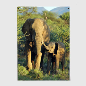 Постер с принтом Слониха и слоненок в природе в Екатеринбурге, 100% бумага
 | бумага, плотность 150 мг. Матовая, но за счет высокого коэффициента гладкости имеет небольшой блеск и дает на свету блики, но в отличии от глянцевой бумаги не покрыта лаком | африка | африканский | бивни | большой | гигант джунгли | зоопарк | индийский | индия | лесной великан | мамонт | огромный | саванна | сафари | серый | слон | слоненок | слониха | стадо | уши | хобот