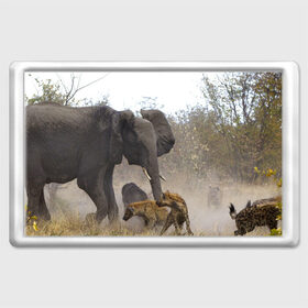 Магнит 45*70 с принтом Гиены охотятся на слона в Екатеринбурге, Пластик | Размер: 78*52 мм; Размер печати: 70*45 | африка | африканский | бивни | большой | гигант джунгли | гиены | индийский | индия | лесной великан | мамонт | огромный | охота | саванна | сафари | серый | слон | слониха | стадо | уши | хобот