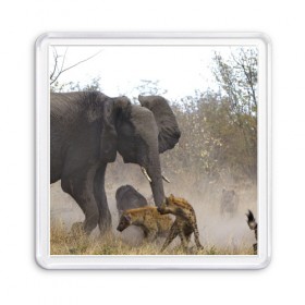 Магнит 55*55 с принтом Гиены охотятся на слона в Екатеринбурге, Пластик | Размер: 65*65 мм; Размер печати: 55*55 мм | Тематика изображения на принте: африка | африканский | бивни | большой | гигант джунгли | гиены | индийский | индия | лесной великан | мамонт | огромный | охота | саванна | сафари | серый | слон | слониха | стадо | уши | хобот