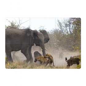 Магнитный плакат 3Х2 с принтом Гиены охотятся на слона в Екатеринбурге, Полимерный материал с магнитным слоем | 6 деталей размером 9*9 см | Тематика изображения на принте: африка | африканский | бивни | большой | гигант джунгли | гиены | индийский | индия | лесной великан | мамонт | огромный | охота | саванна | сафари | серый | слон | слониха | стадо | уши | хобот